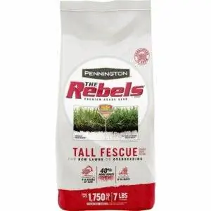 Лучшая трава для песчаной почвы: смесь семян травы Pennington The Rebels Tall Fescue