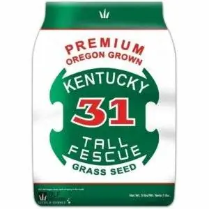 Лучшая трава для песчаной почвы: DLF Premium Oregon Grown Kentucky 31 Tall Fescue