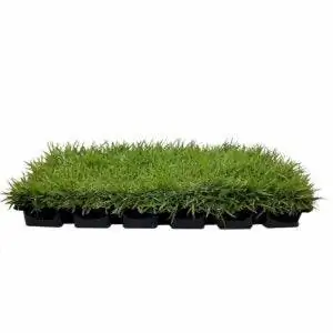 'Лучший вариант травы для песчаной почвы: Florida Foliage Zoysia Sod Plugs - 3 x 3 Plugs'