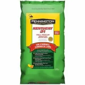Лучший вариант семян высокой травы овсяницы: Pennington Kentucky 31 Tall Fescue Grass Seed