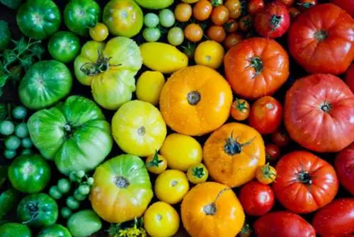 Свежий фон томатов семейной реликвии, органические продукты на фермерском рынке. Помидорная радуга.