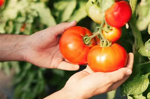 Когда выбирать томаты для получения вкуснейших домашних продуктов