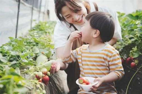 как вырастить клубнику