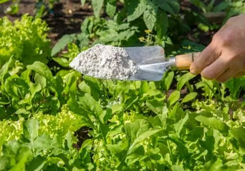 как избавиться от уховерток как избавиться от уховерток