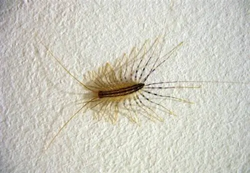 Как избавиться от многоножек - House Centipede Как избавиться от многоножек - House Centipede