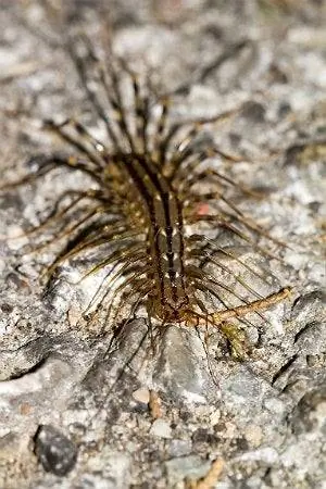 Как избавиться от многоножек - Centipede Outdoors Как избавиться от многоножек - Centipede Outdoors