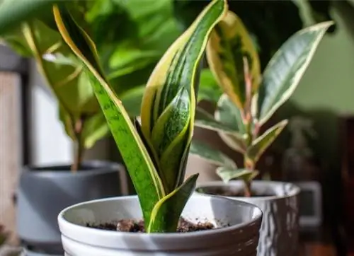 уход за змеиным растением