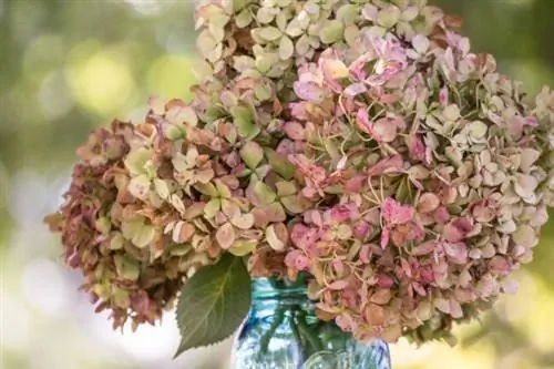 как сушить гортензии