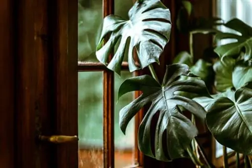 уход за монстерой