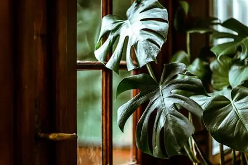 Эта процедура ухода за монстерой поможет вырастить растение швейцарского сыра до совершенства