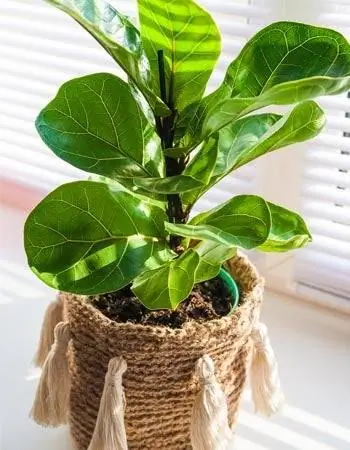 Уход за инжиром Fiddle Leaf