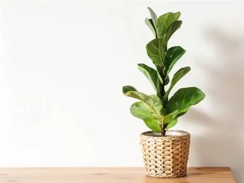 Уход за инжиром Fiddle Leaf