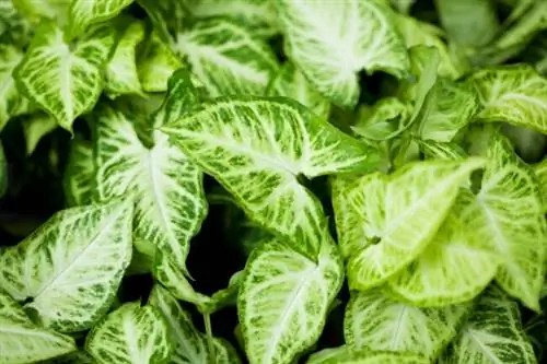 уход за растением стрелолист