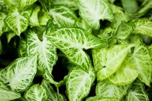 Этот рутинный уход за растением Arrowhead дает яркую, легкорастущую листву