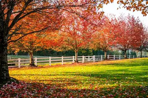 6 типов кленовых деревьев, которые вы можете найти на своем участке (включая тот, который вам определенно не нужен)