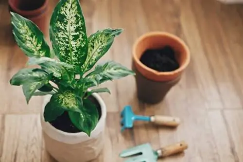 тупой уход за тростью