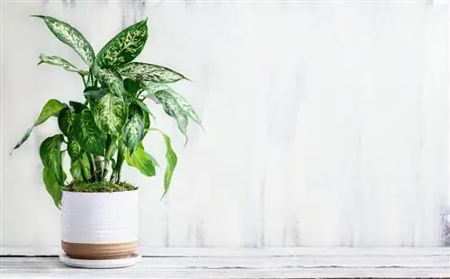 Dumb Cane Care: познакомьтесь с легкорастущим комнатным растением с пышной красивой листвой