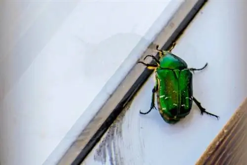 как избавиться от июньских жуков