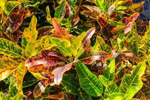 уход за кротоном