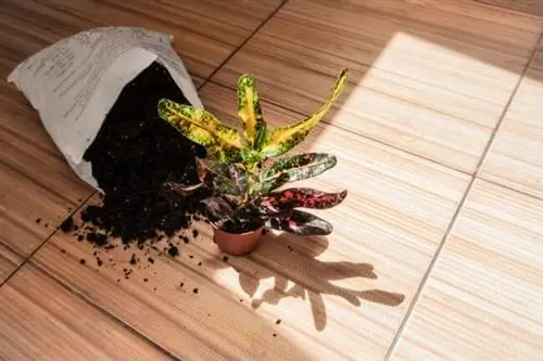 уход за кротоном