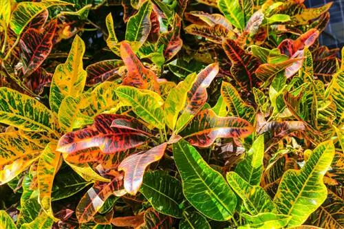 Уход за кротоном: выращивание этого требовательного растения в помещении