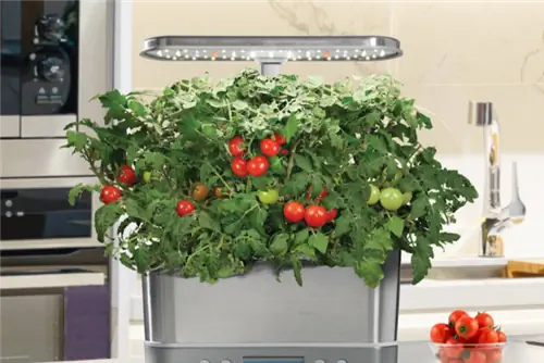 Вариант после 19 октября: AeroGarden Harvest Elite Вариант после 19 октября: AeroGarden Harvest Elite