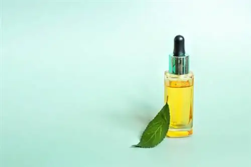 как избавиться от черной плесени