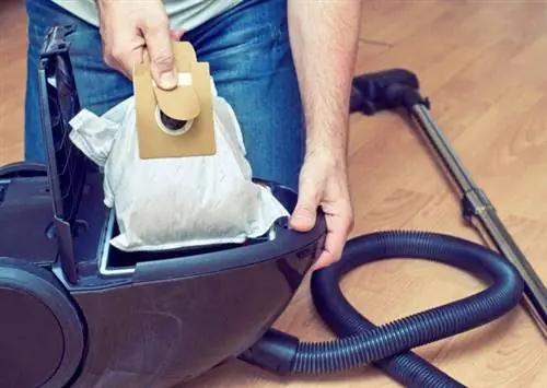 как убить блох в ковре как убить блох в ковре