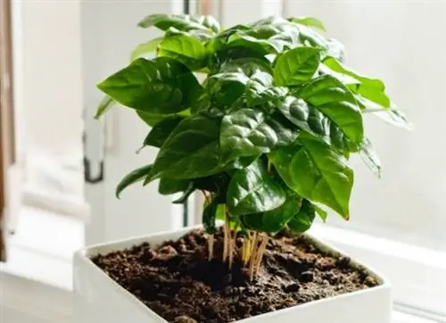 Поднимите себе настроение с помощью этого руководства по уходу за кофейными растениями