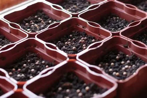 как вырастить кинзу дома