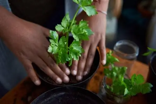 как вырастить кинзу дома