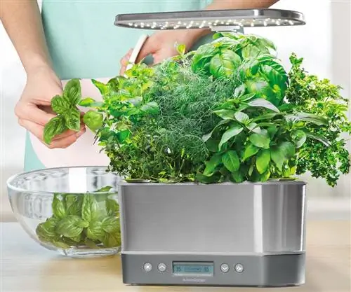 AeroGardens продают на Amazon скидку до 150 долларов прямо сейчас в честь Черной пятницы