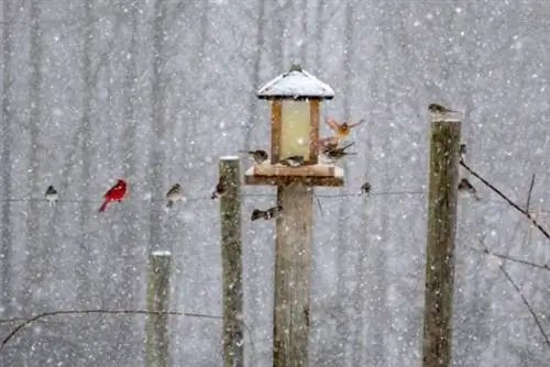 Кормление птиц зимой