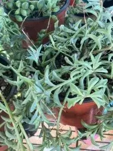 уход за жемчужной нитью