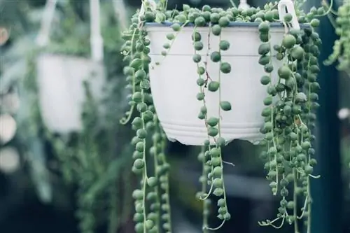 Master String of Pearls Care для превосходного комнатного растения в подвесной корзине