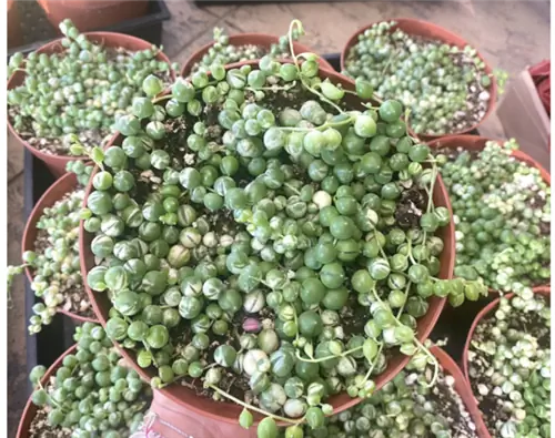 уход за жемчужной нитью