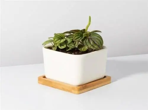 магазины комнатных растений etsy магазины комнатных растений etsy