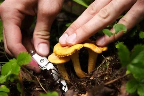 15 суперпродуктов, которые легко вырастить самостоятельно