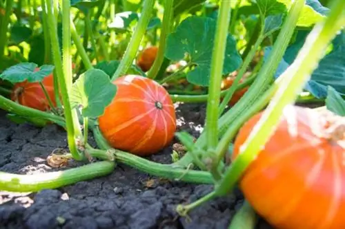 15 суперпродуктов, которые легко вырастить самостоятельно