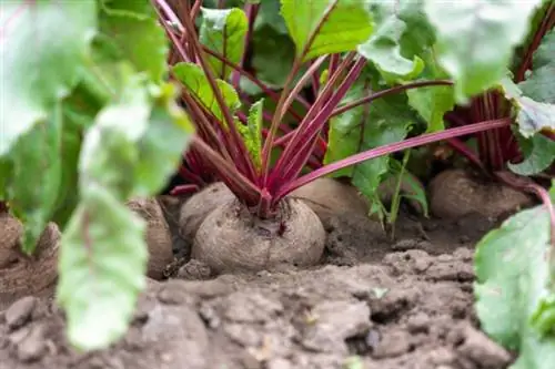 15 суперпродуктов, которые легко вырастить самостоятельно