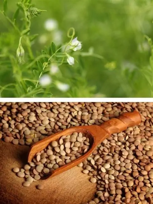 15 суперпродуктов, которые легко вырастить самостоятельно