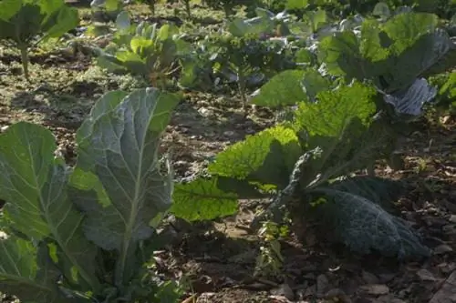 15 суперпродуктов, которые легко вырастить самостоятельно