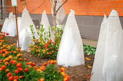 дата последнего мороза