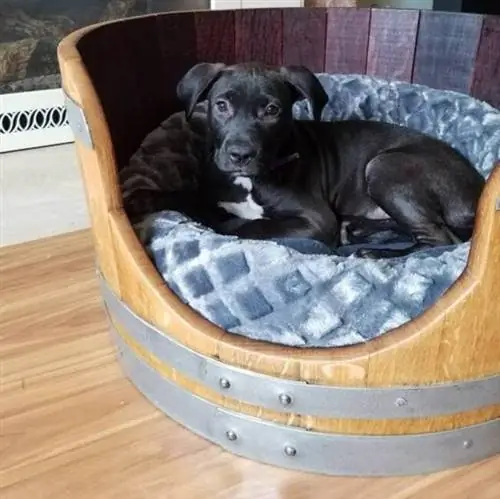 12 причин, по которым мы любим тренд Barkitecture от Pinterest