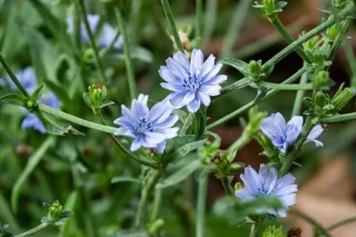 многолетние овощи