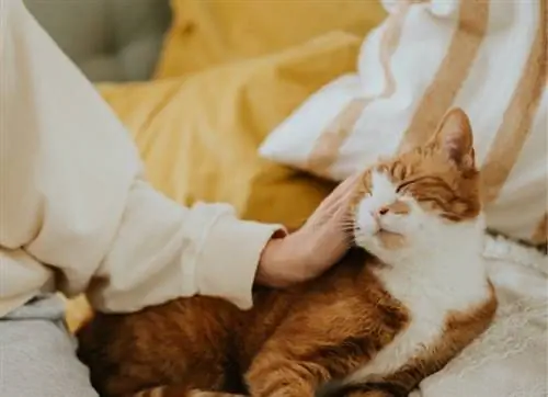 Как сделать так, чтобы в доме пахло так, будто у вас нет домашних животных