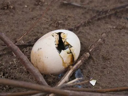 Попробуйте ароматы, чтобы избавиться от вредителей из вашего сада