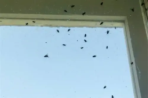 ловушка для мух своими руками