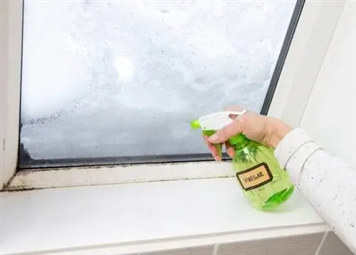 Убивает ли уксус плесень