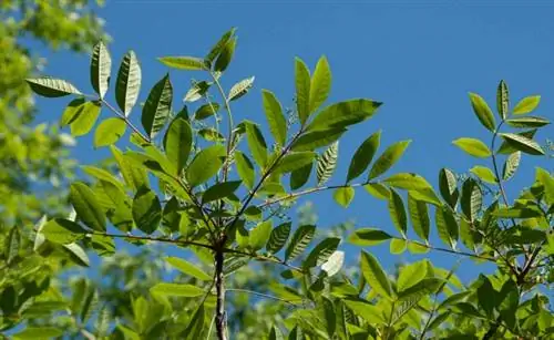 Как выглядит ядовитый сумах